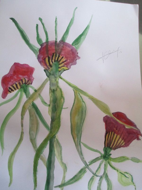 epidendrom